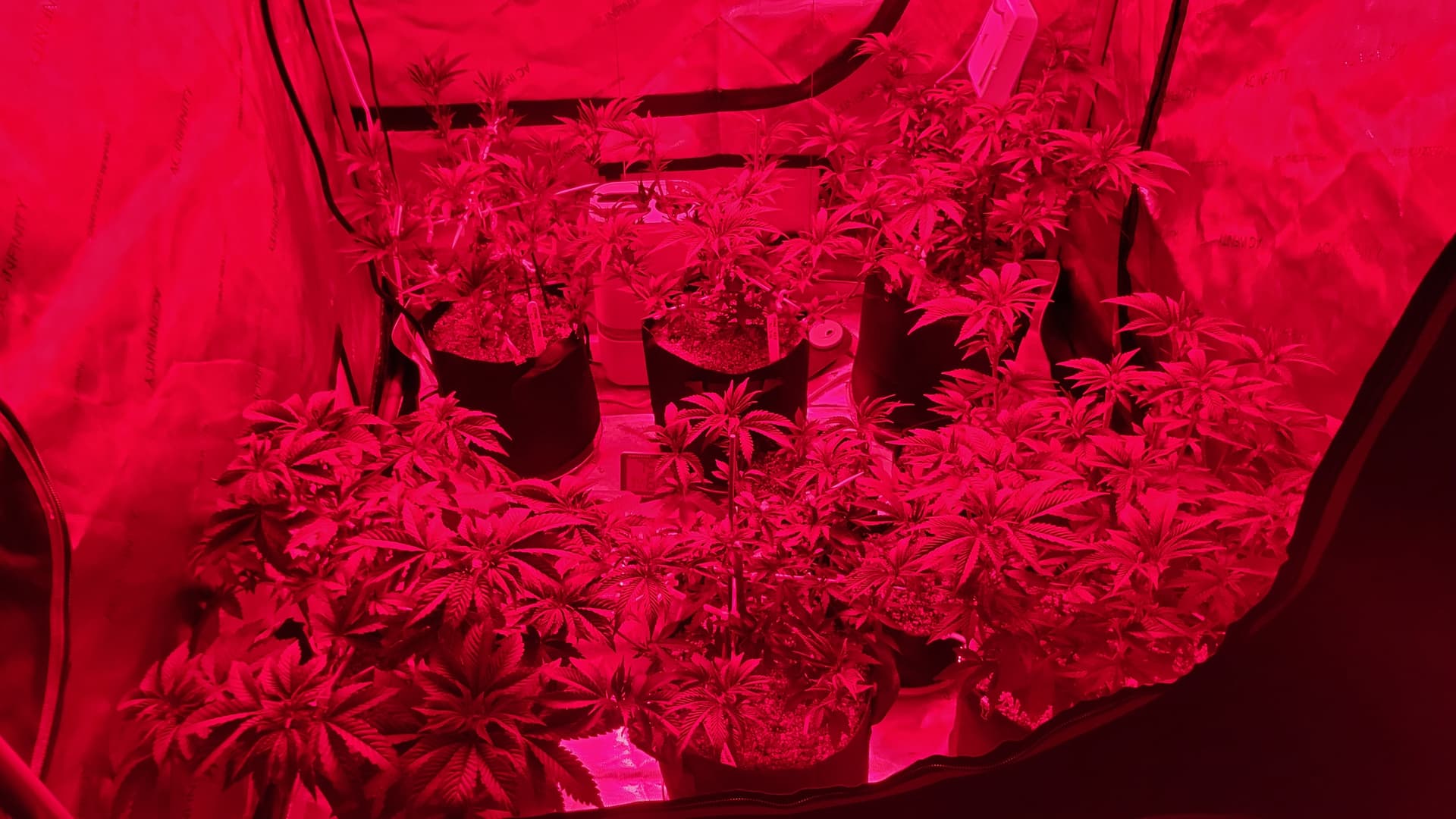 Far-Red-Licht für Northern Lights Cannabis-Anbau — THC-Steigerung durch Lichttechnik